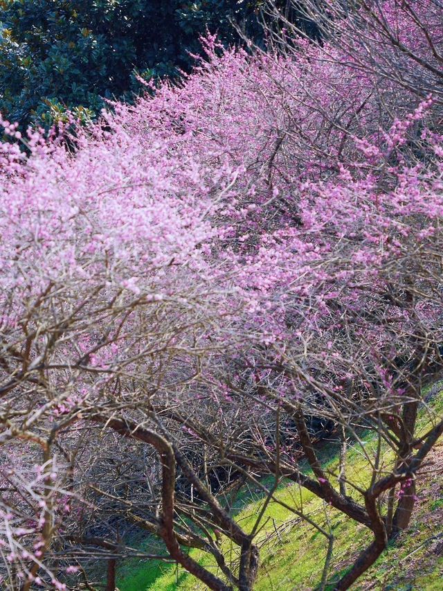 梅花開了！這裡有一整座梅花山！