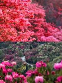 【百里杜鹃,美到窒息的花海仙境!】