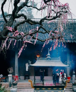 溫州1H｜這座禪寺的梅花瀑布，真的美哭我了
