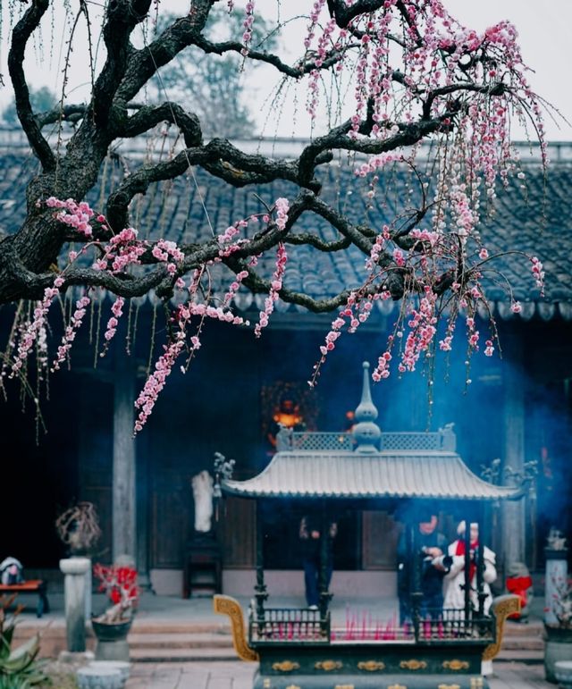 溫州1H｜這座禪寺的梅花瀑布，真的美哭我了