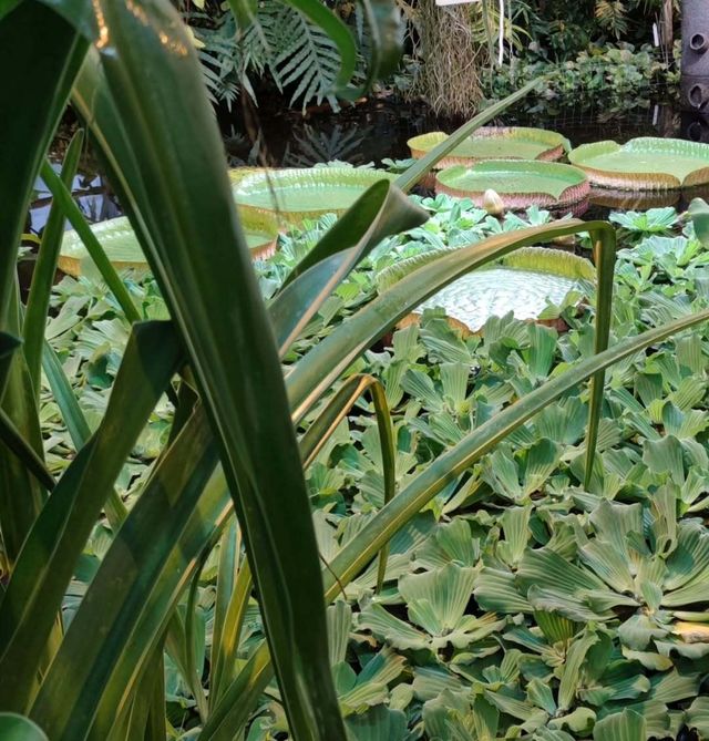 探秘圖爾庫植物園：北歐的綠色仙境 