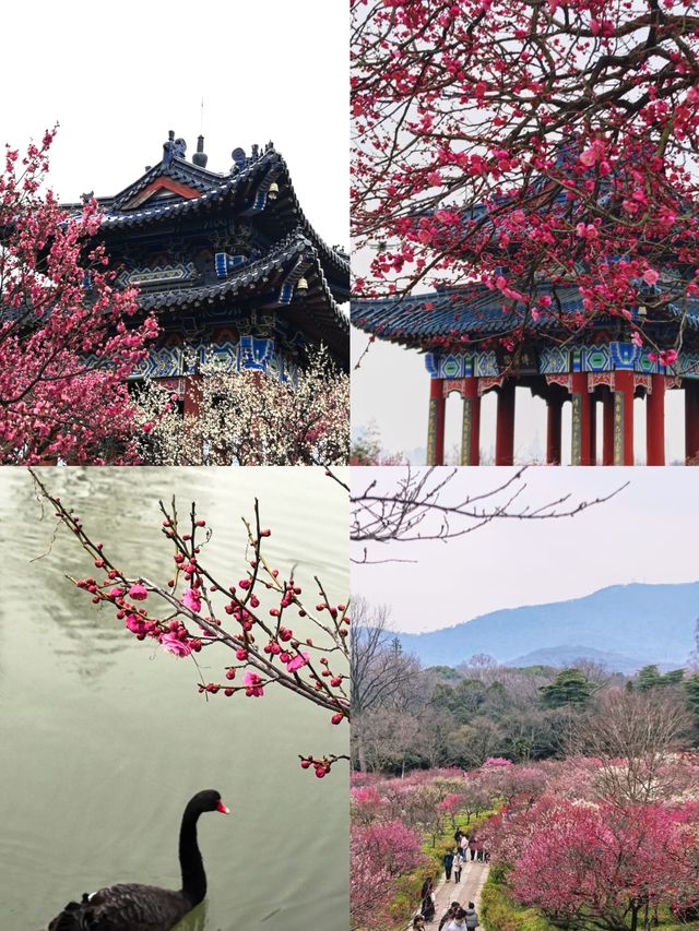 南京二月梅花香裏暴走攻略