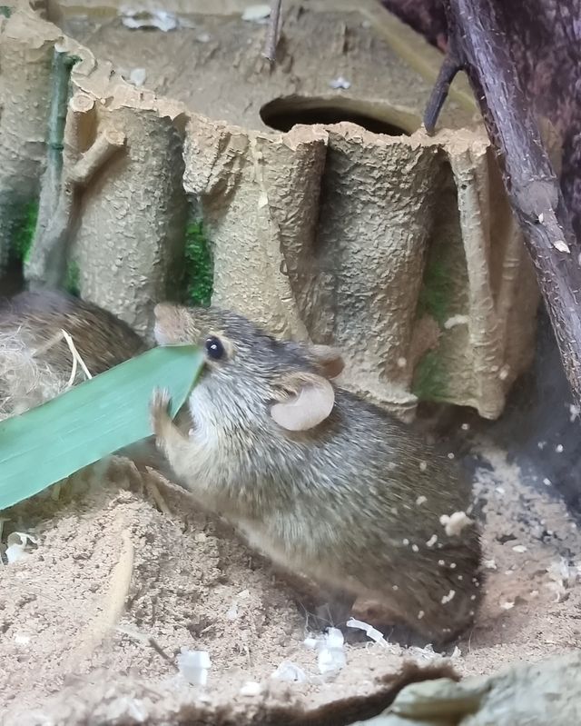 邂逅威廉姆森公園，解鎖蘭卡斯特的浪漫與寧靜