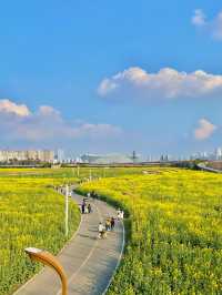 春日限定！成都賞花地圖大公開