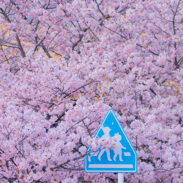 被傍晚的櫻花美哭😭 氛围感直接拉满🌸🌸 