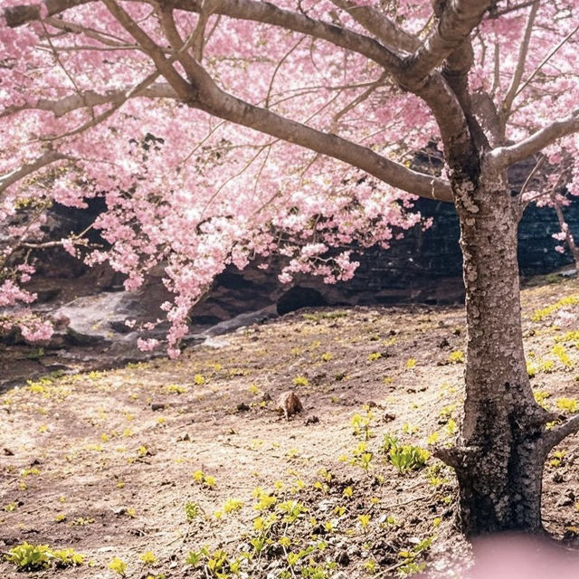 🌸台中浪漫秘境！千櫻園邂逅愛與美景