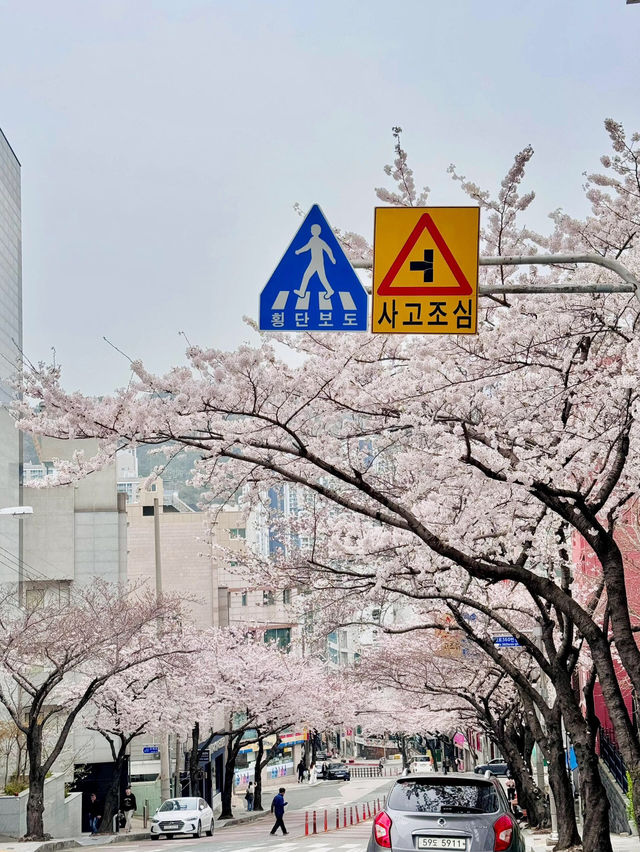 釜山櫻花🌸 根本拍不完，美到超現實！