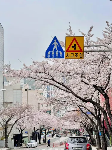 釜山櫻花🌸 根本拍不完,美到超現實!