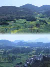 羅平春日螺絲田賞油菜花