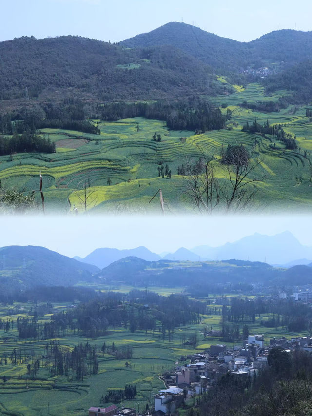 羅平春日螺絲田賞油菜花