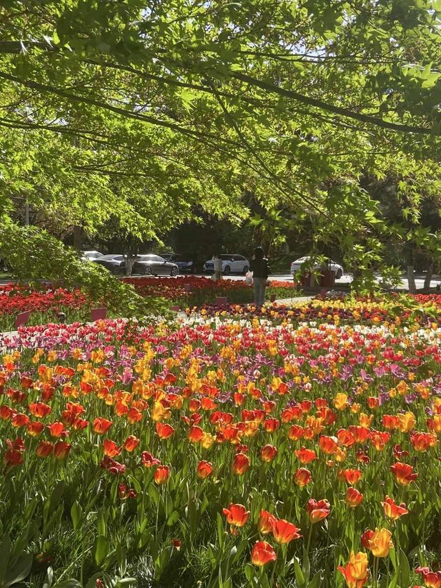花開時節動京城
