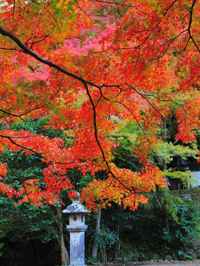 藏在大阪的小眾賞楓秘境🍁久安寺