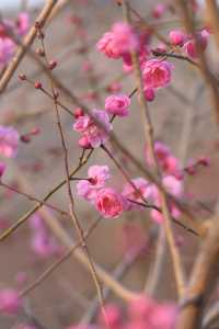明城牆遺址公園，賞花正當時！