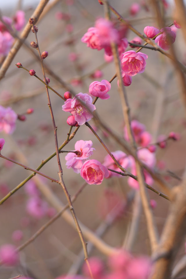 明城牆遺址公園，賞花正當時！