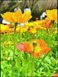 成都植物園｜賞花遛娃露營好去處