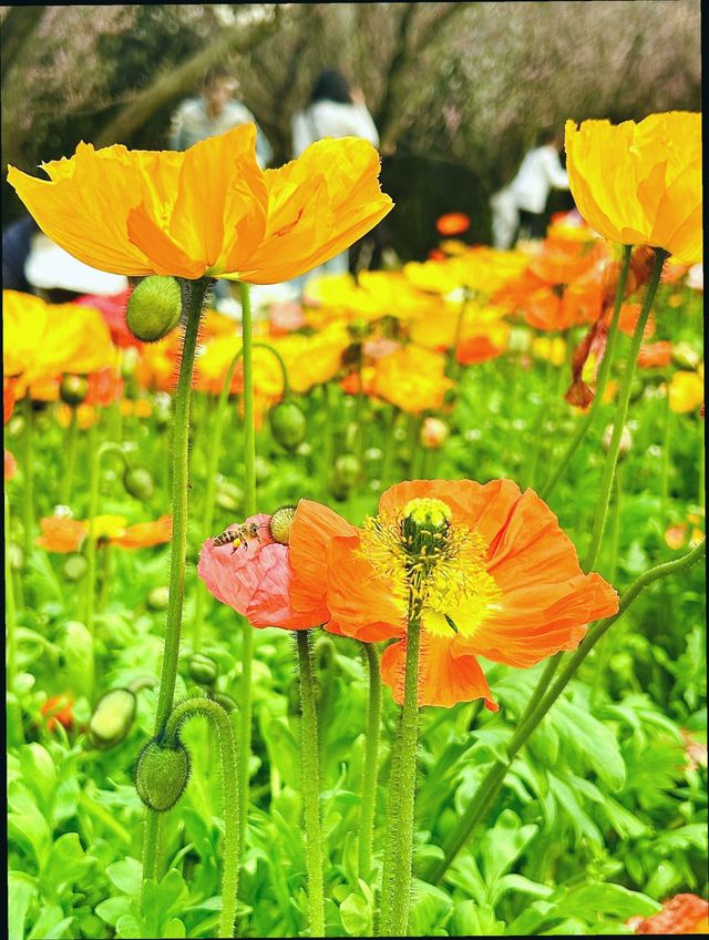 成都植物園｜賞花遛娃露營好去處