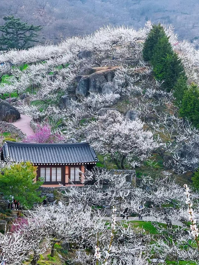 各位快来看看！我發現了個寶藏城市——韓國光陽市！