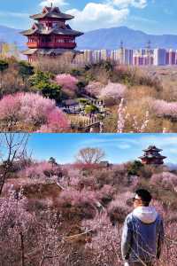 北京賞花新頂流預定！錯過等一年