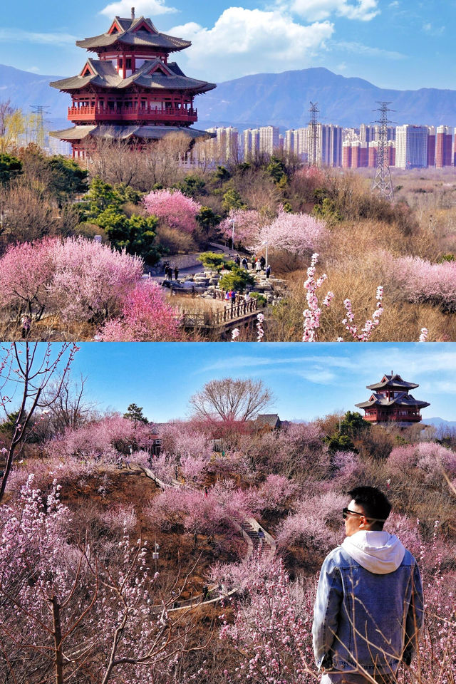 北京賞花新頂流預定！錯過等一年