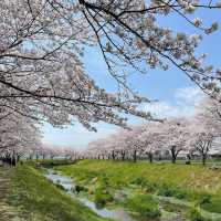 🌸2025福岡賞櫻攻略 | 本地人的私藏推介✨