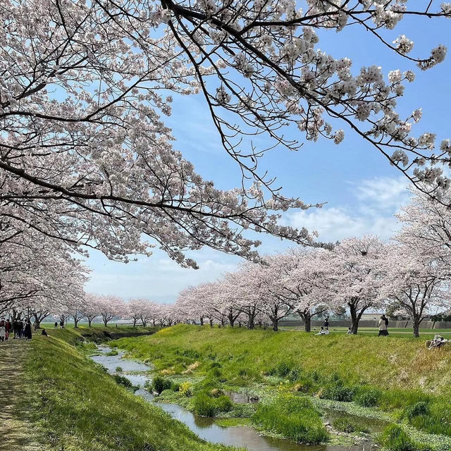 🌸2025福岡賞櫻攻略 | 本地人的私藏推介✨