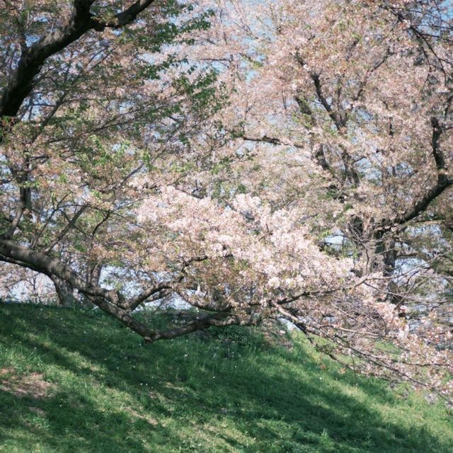 🌸速搶！大阪限定櫻花盛宴，錯過再等一年