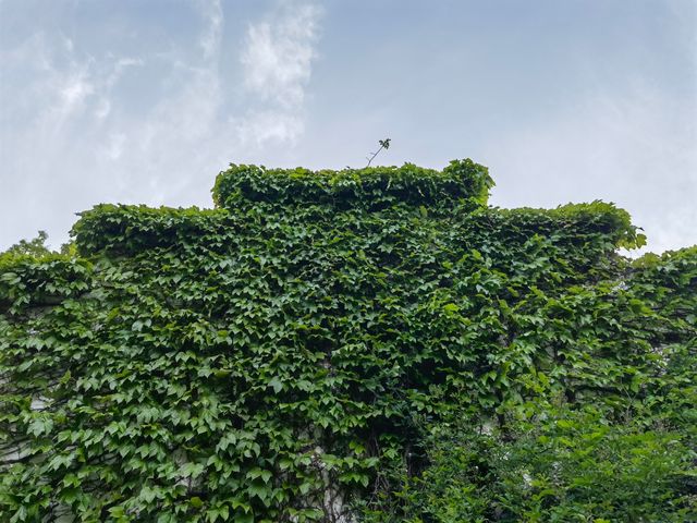 上海動物園，春遊好去處