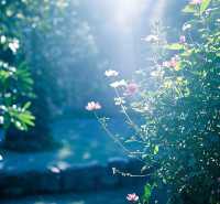 「南京綠野仙蹤」中山植物園深度探秘：解鎖都市人最治癒植物星球
