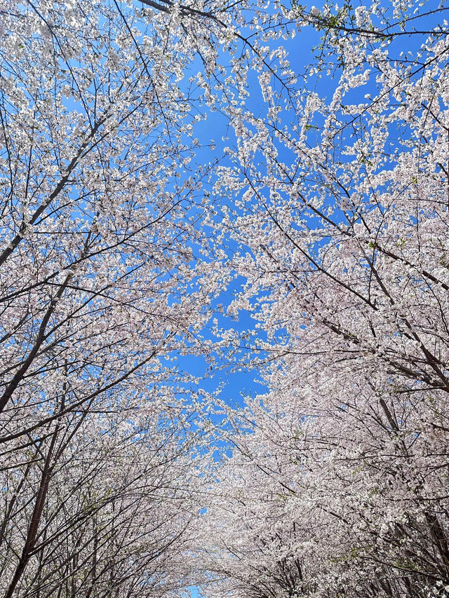 🌸期待！貴陽即將迎來浪漫櫻花季
