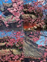 人生建議！一定要春天來西昌看一次藍花楹