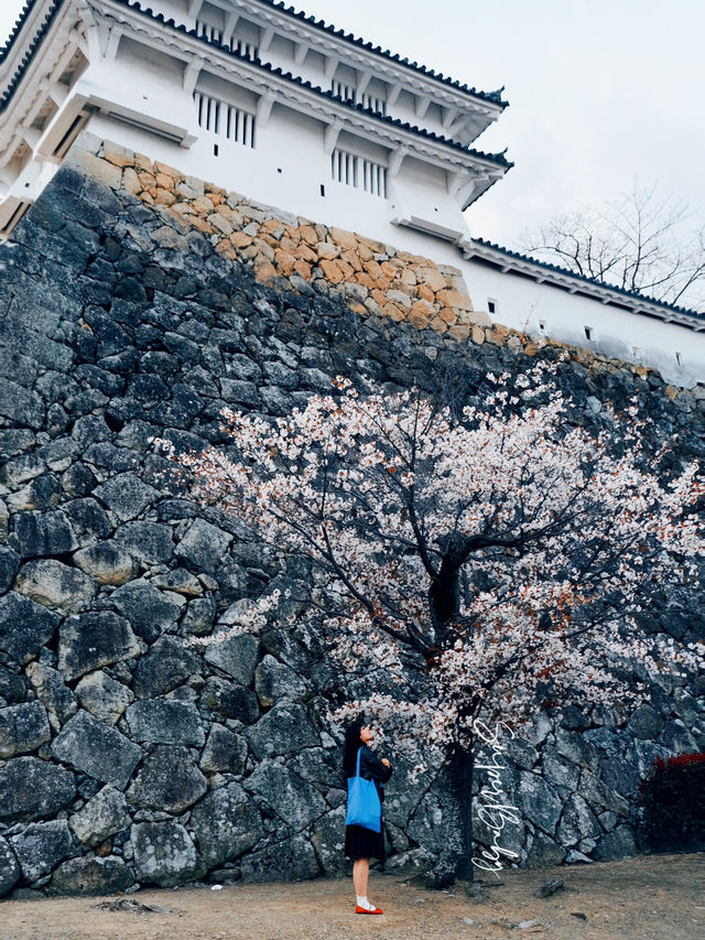 大阪城公園：關西超人氣賞櫻秘境，粉嫩花海等你來💕
