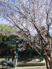 北京賞花｜中山公園這棵山桃花也太美了吧
