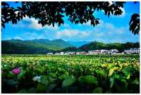 嚟姚西賞蓮啦，承包您成個夏天嘅浪漫……