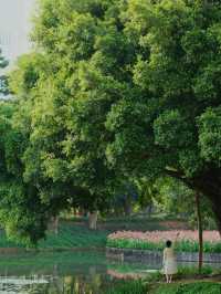 深圳中心公園：都市綠色心臟