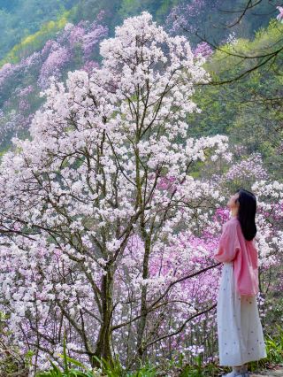 Visiting Mianyang, the hometown of Li Ziqi, I realized how beautiful spring in Sichuan is!