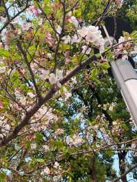 蘇州獨墅湖一日遊攻略 | 櫻花與日落交織的春日浪漫