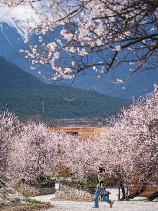 Compared with Gala Peach Blossom Village, I prefer the snow-capped mountains and peach trees along the way.