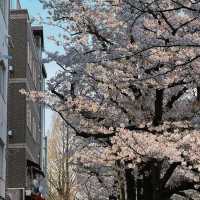 東京淺草寺賞櫻｜春天是個巨大的能量場
