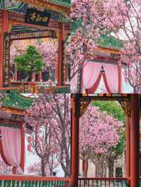 🌸廣州沙灣一日遊 | 櫻花與古鎮的春日療癒之旅