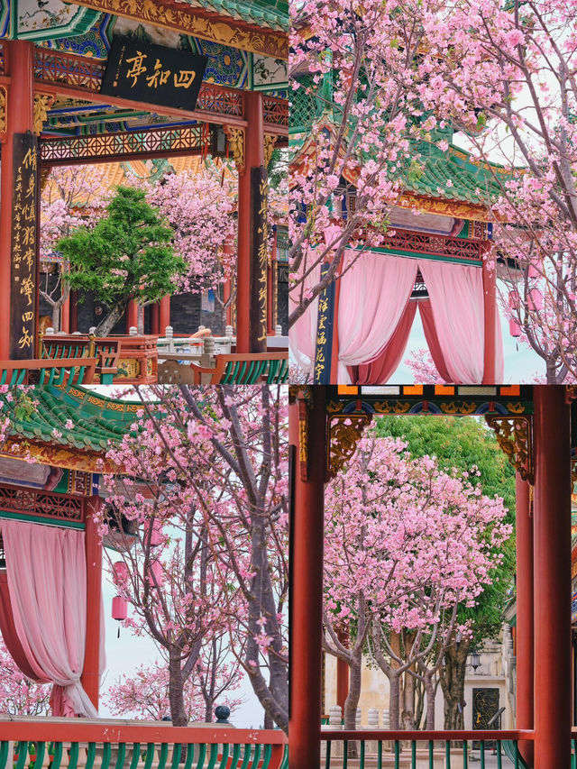 🌸廣州沙灣一日遊 | 櫻花與古鎮的春日療癒之旅