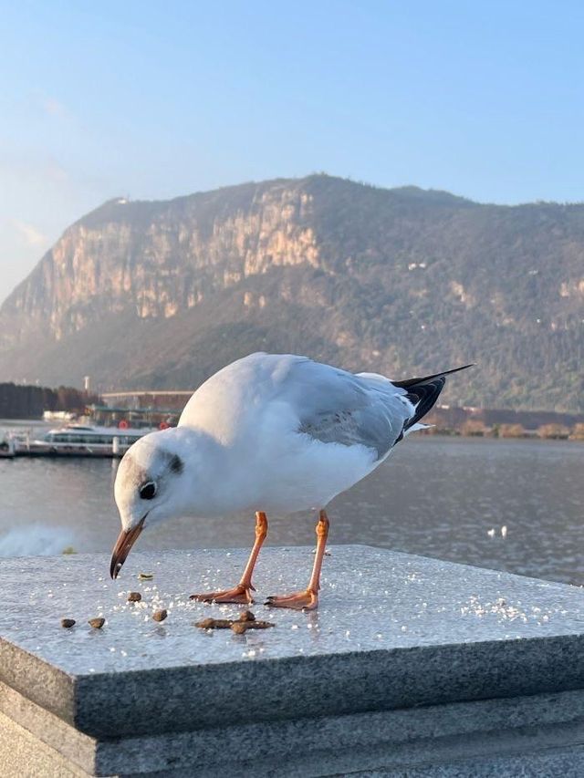 昆明就應該這樣去玩，詳細攻略