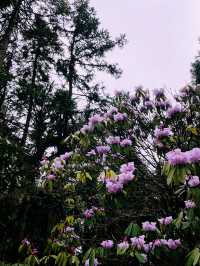 成都 . 都江堰龍池 | 高山杜鵑開啦