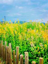 【4月限定】德陽最美油菜花地圖，快收藏！