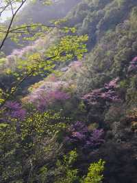 遊客很少山花爛漫的小眾景點