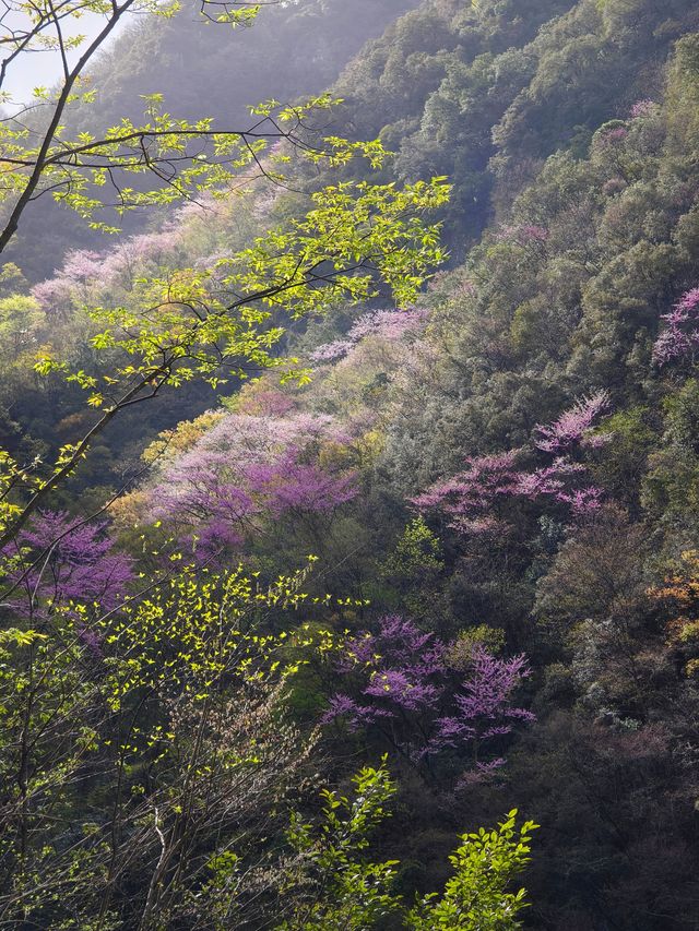 遊客很少山花爛漫的小眾景點