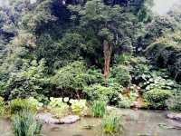 Guangxi Guilin National Forest Park: The Realm of Emerald Plants