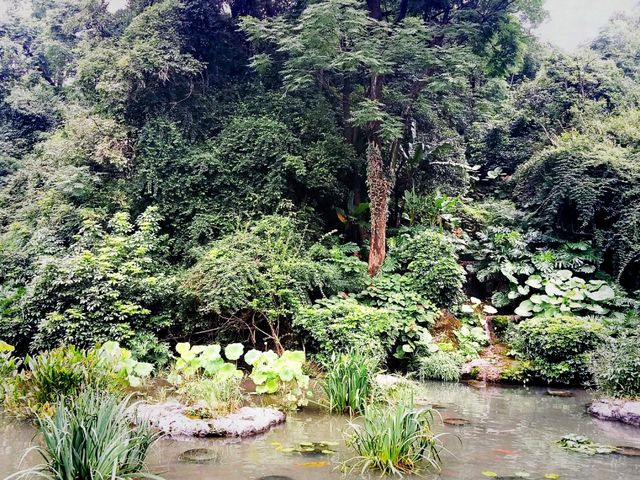 Guangxi Guilin National Forest Park: The Realm of Emerald Plants