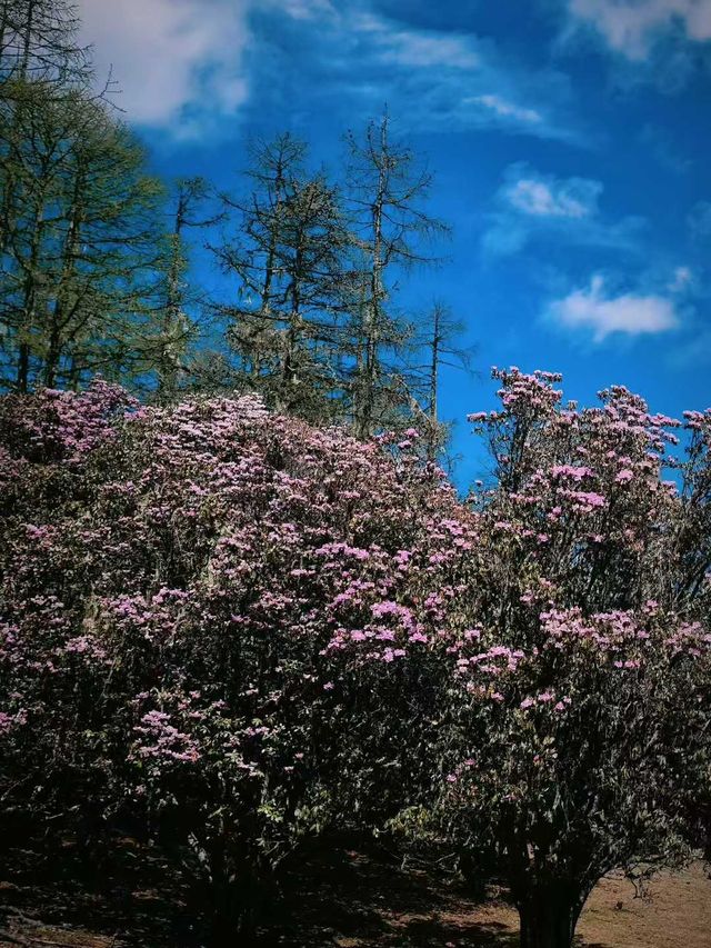 哈巴雪山杜鵑花季及露營體驗