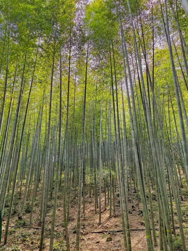 安雲悦南山度假酒店｜捕捉山水詩意與現代雅韻