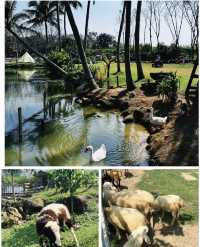 闖入瓊海綠野童話！杜爸爸農場的治癒系田園慢生活
